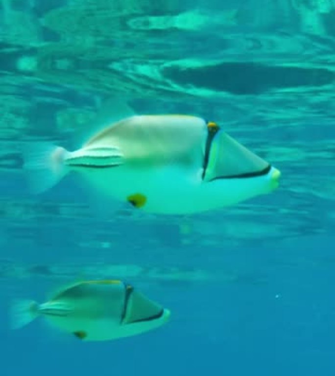 一对小金鱼在蓝色水面下游泳的特写镜头。毕加索金鱼鱼、阿萨西金鱼鱼或阿拉伯金鱼鱼 (Rhinecant