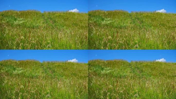 绿色的田野映衬着蓝天。从小山看地平线。向上看。完美的夏季简约自然背景。田园诗般的乡村景观。草地和深蓝