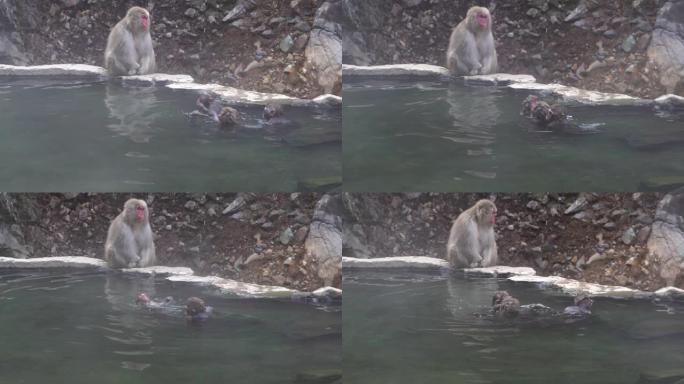 雪猴正在日本的地狱谷猴子公园看她的孩子们在温泉里游泳