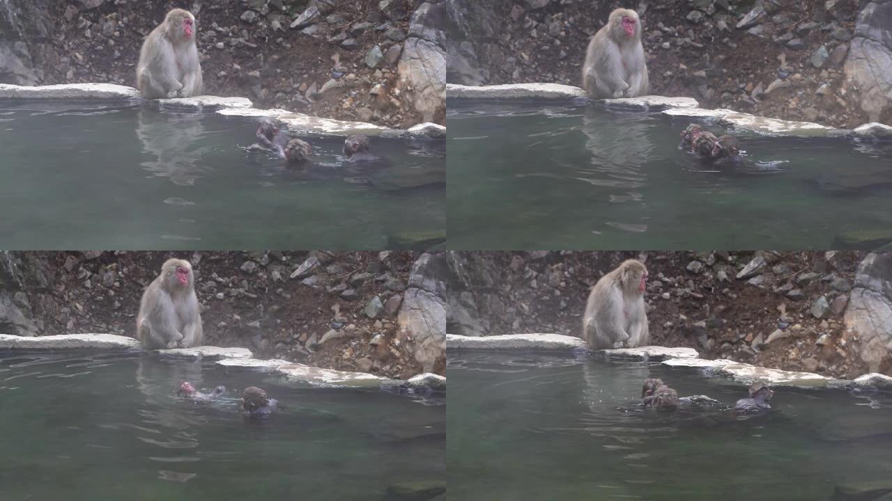 雪猴正在日本的地狱谷猴子公园看她的孩子们在温泉里游泳