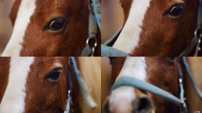 棕色小马的眼睛和头部特写，小马附着在稳定的内部