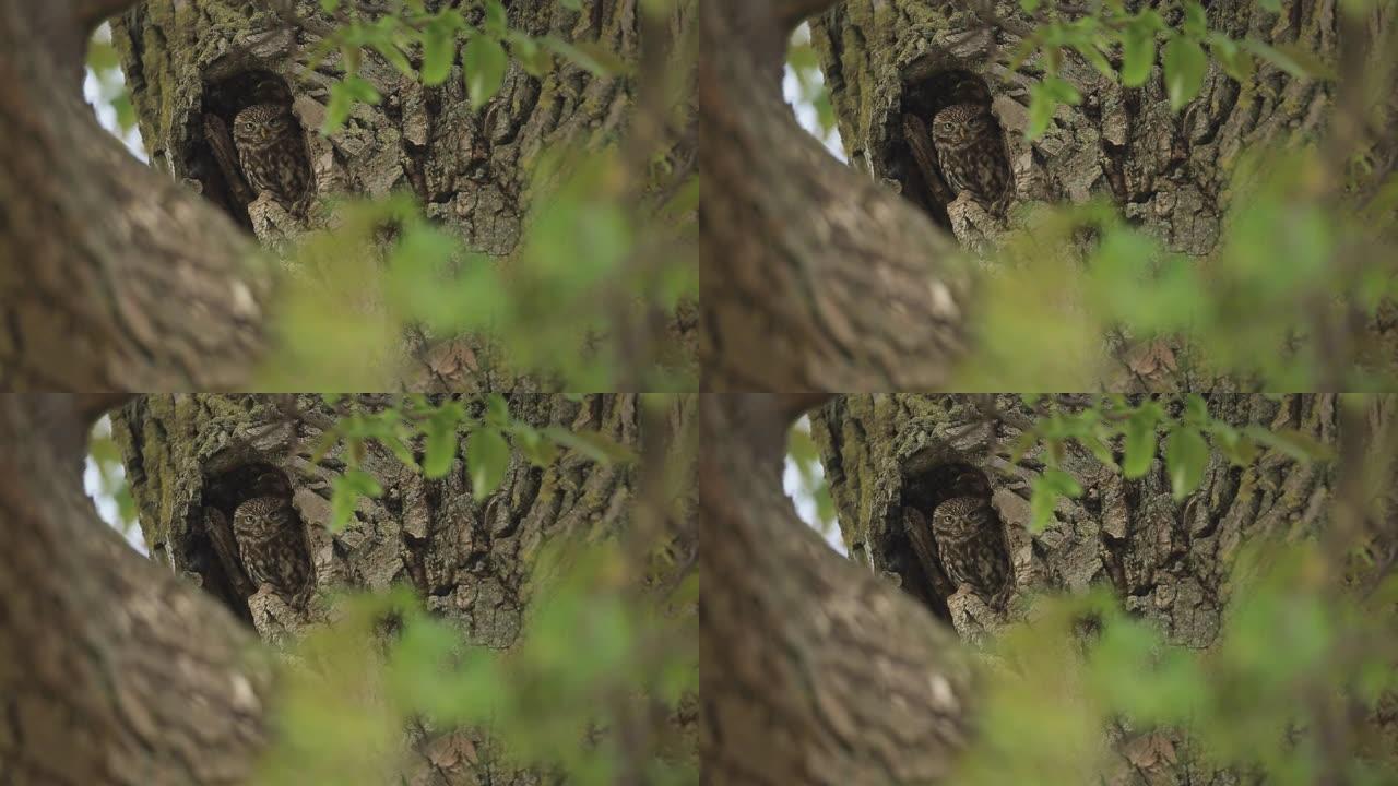 猫头鹰坐在树上的特写镜头