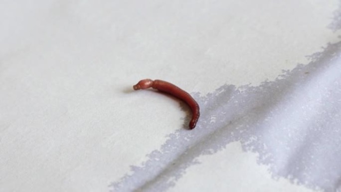 微小受伤的蚯蚓在白纸上爬行的宏观特写