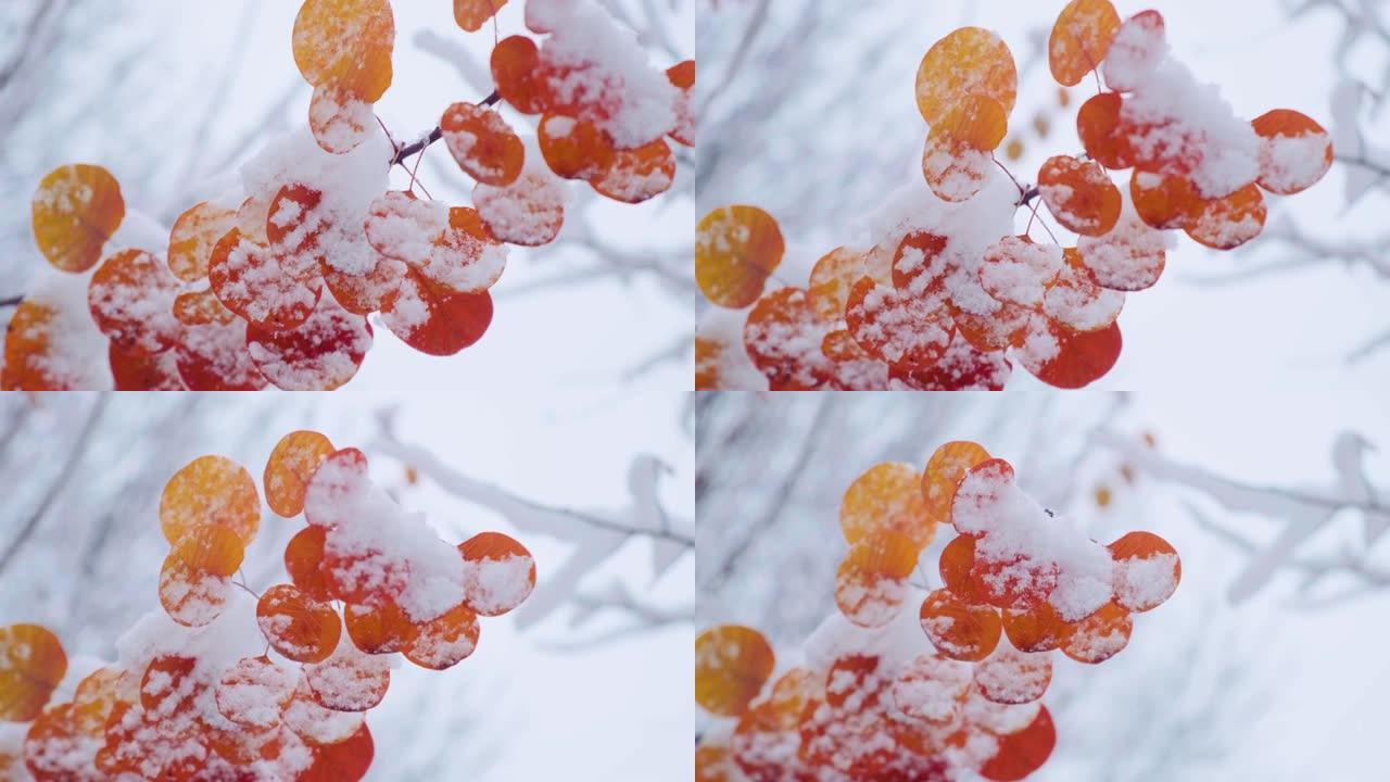 白杨树枝上覆盖着第一场雪的红叶。通常称为白杨的黄杨