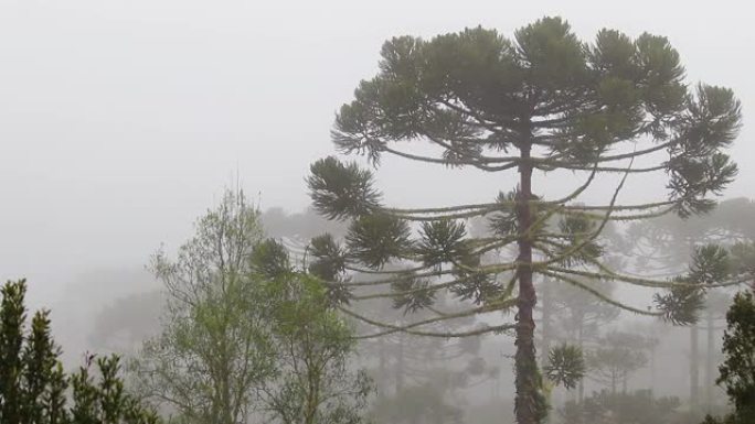 秋天有雾的松树林的高清视图，巨树在风中移动