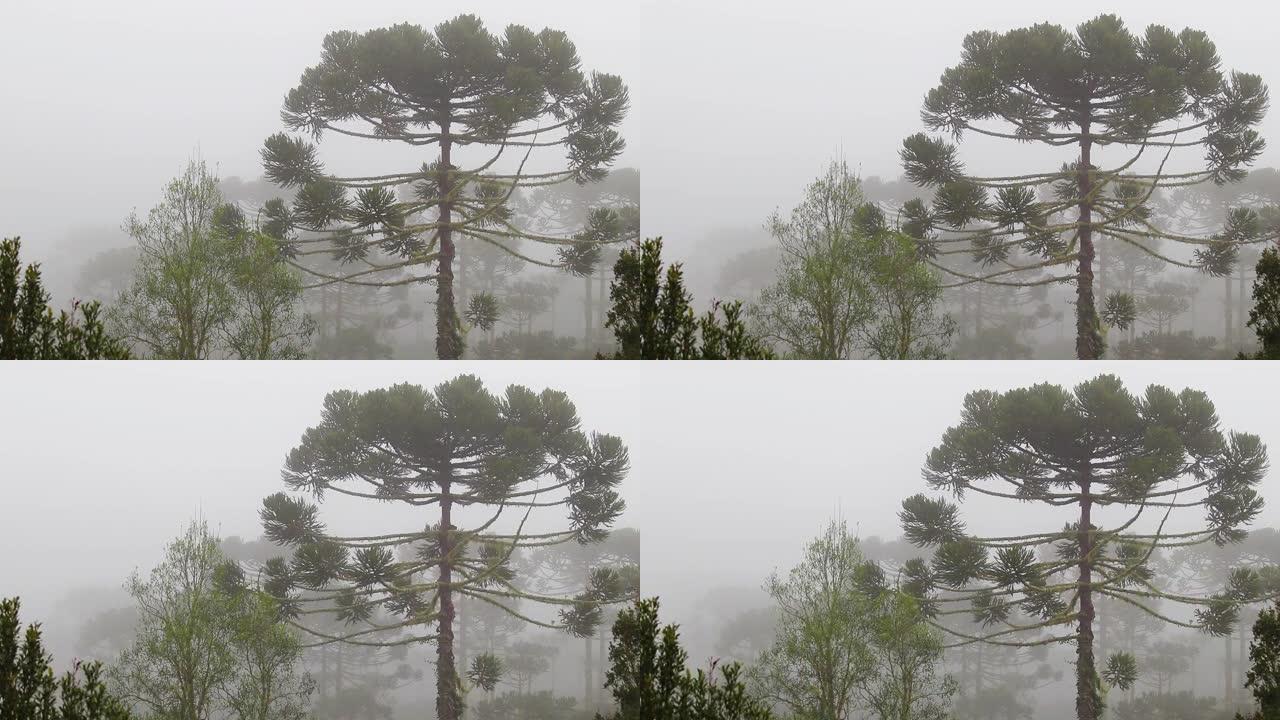 秋天有雾的松树林的高清视图，巨树在风中移动