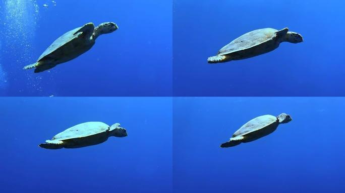一只海龟优雅地滑过热带水域。