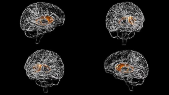 医学概念3D动画的脑尾状核解剖
