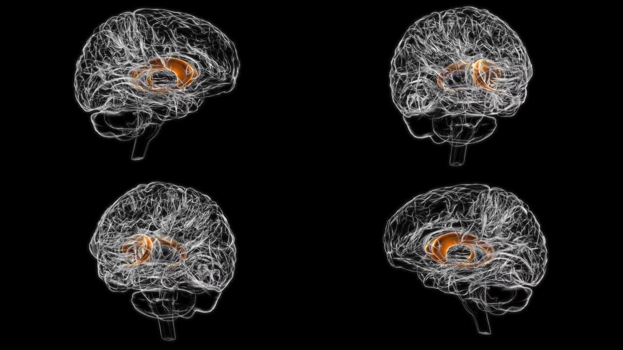医学概念3D动画的脑尾状核解剖