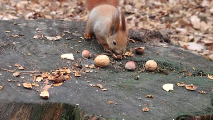 一只森林松鼠从树桩上捡起饼干和坚果。