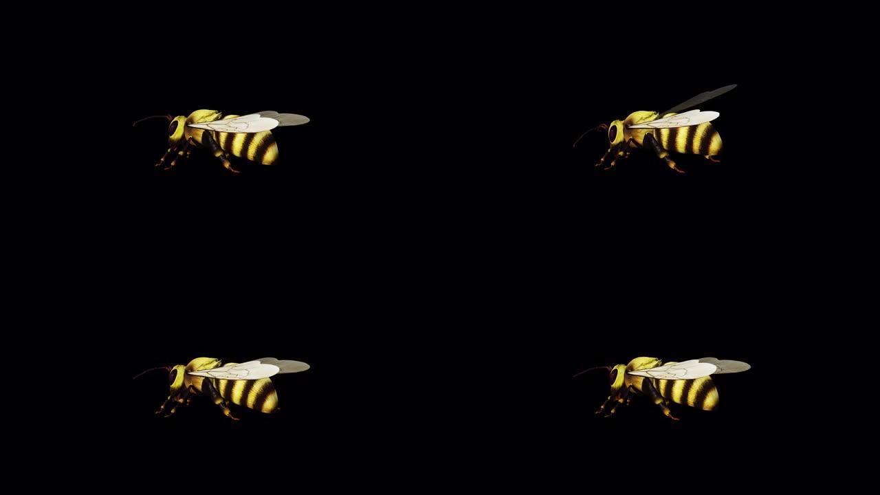 蜜蜂后侧视图