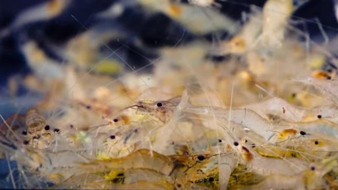 活体虾游泳的特写镜头，水族馆中的宏正在产卵