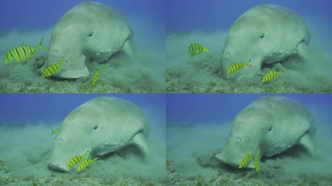 慢动作，海草草地上海牛吃藻类的特写肖像。儒艮 (Dugong dugon) 伴随着一群金色的trev