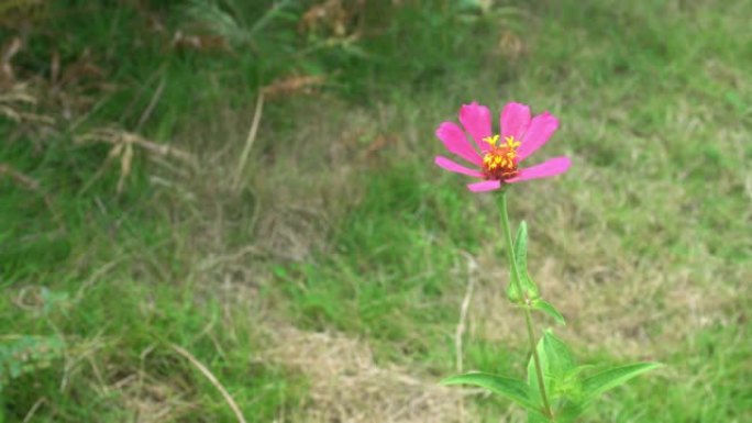 美丽的一朵朵粉红色的红花风吹拂草甸草灌木背景