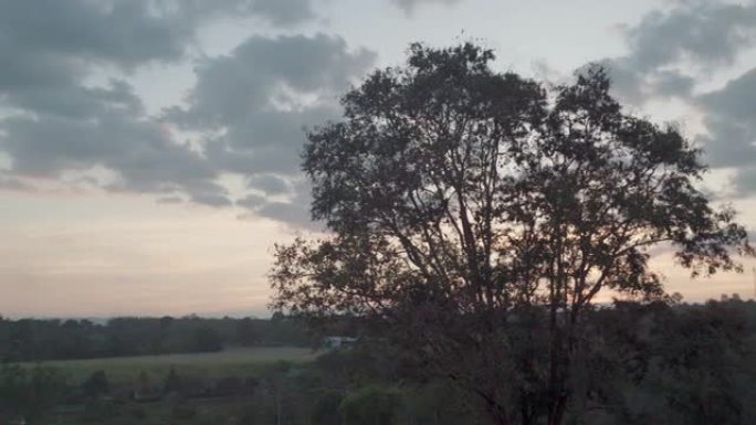 水平日落景观晚霞大树