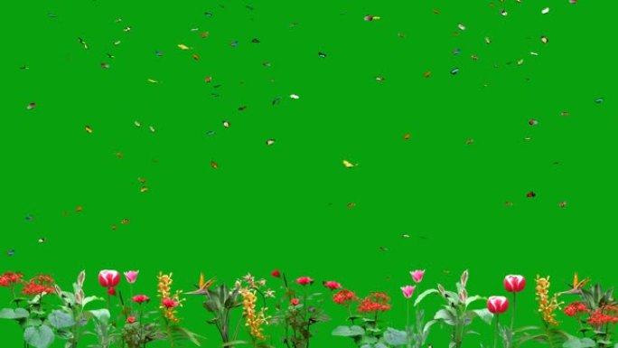 绿色屏幕上蝴蝶飞过花朵的4k镜头