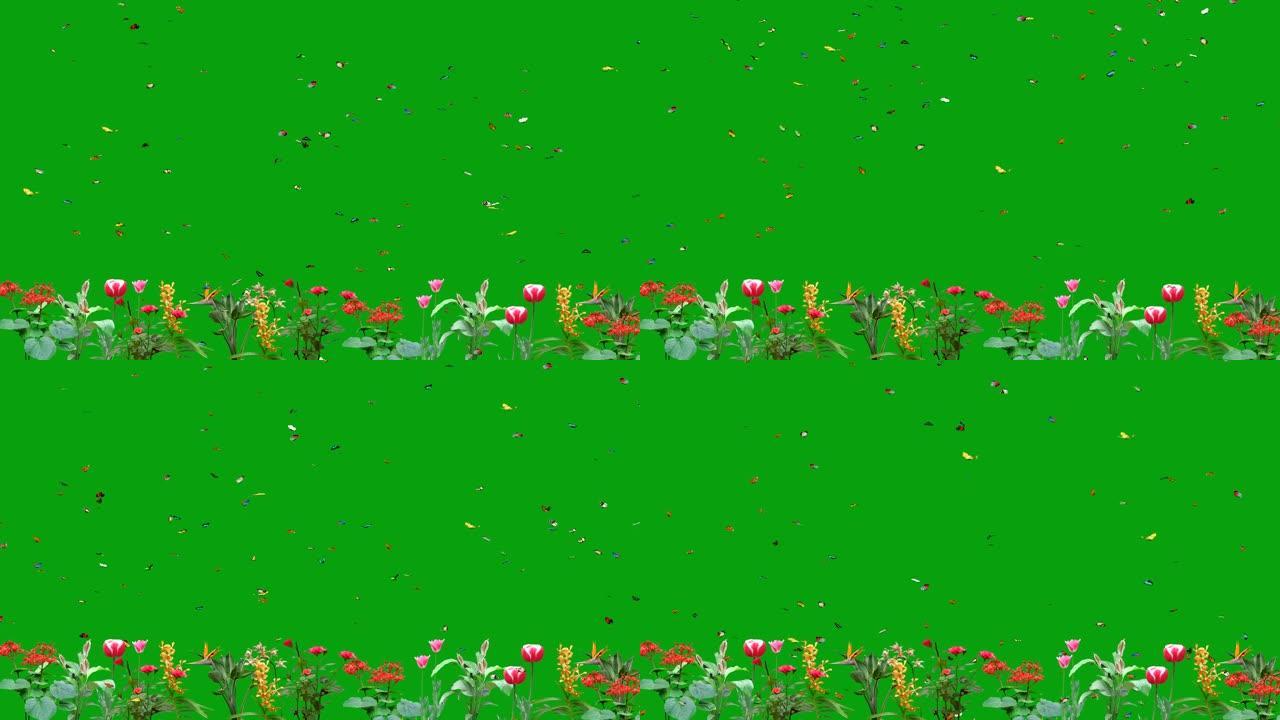 绿色屏幕上蝴蝶飞过花朵的4k镜头