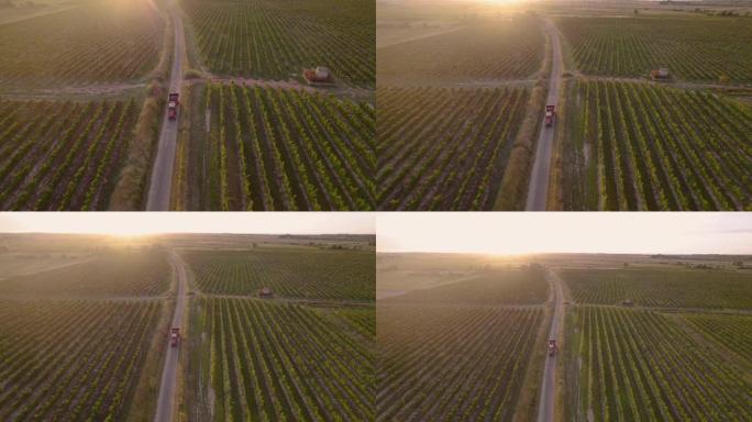 装满葡萄的后备箱的拖拉机在法国南部的田野里快速行驶。