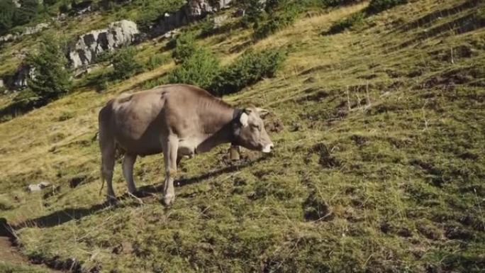 在法国比利牛斯山山区放牧的褐牛