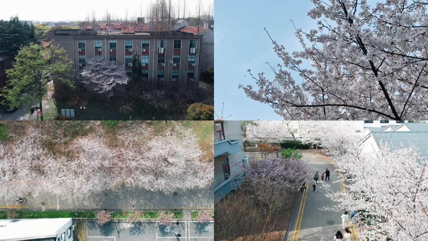 【4K】航拍苏州大学天赐庄校区春日樱花季