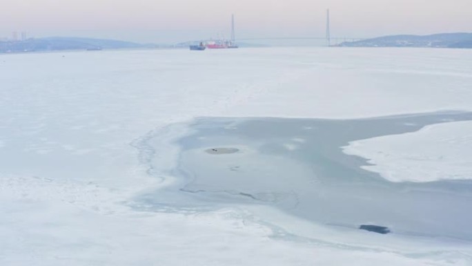 远东海豹在浮冰之间的海面上游泳