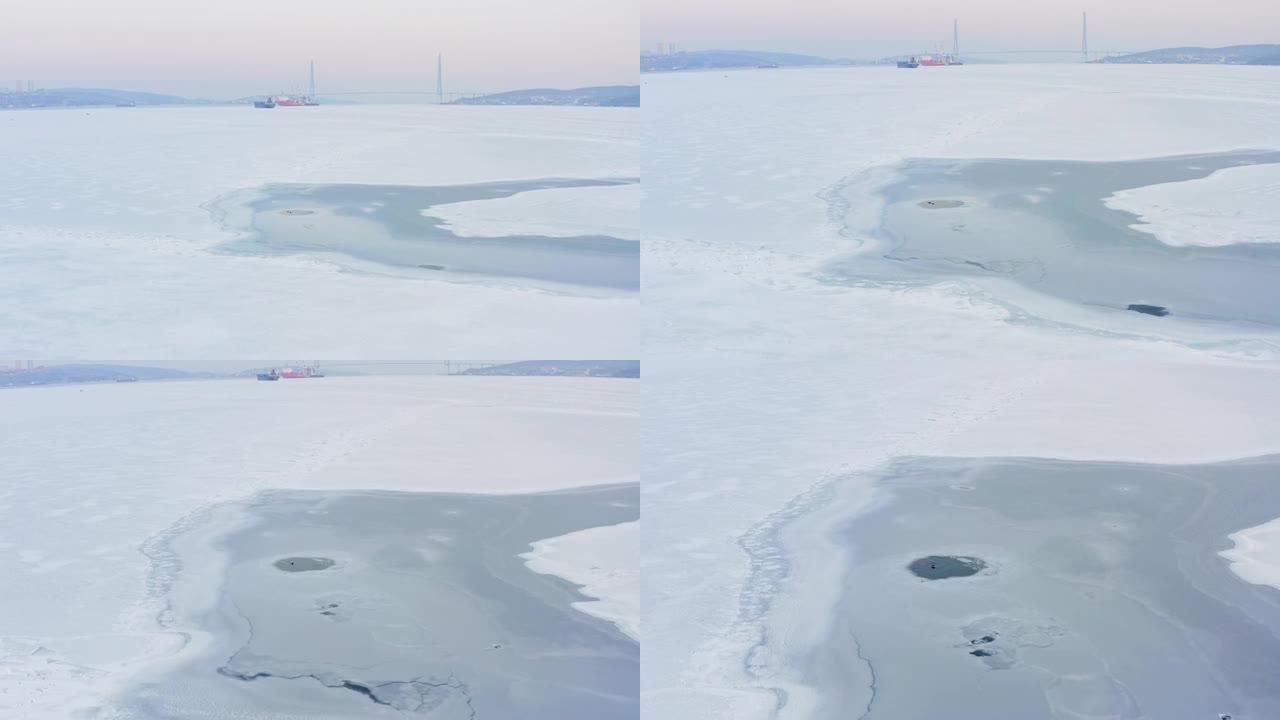 远东海豹在浮冰之间的海面上游泳