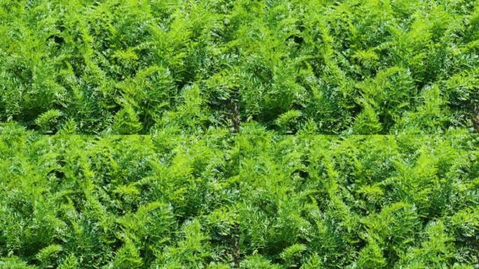 胡萝卜植物生长在地球上。有机农业，田野里的行特写。