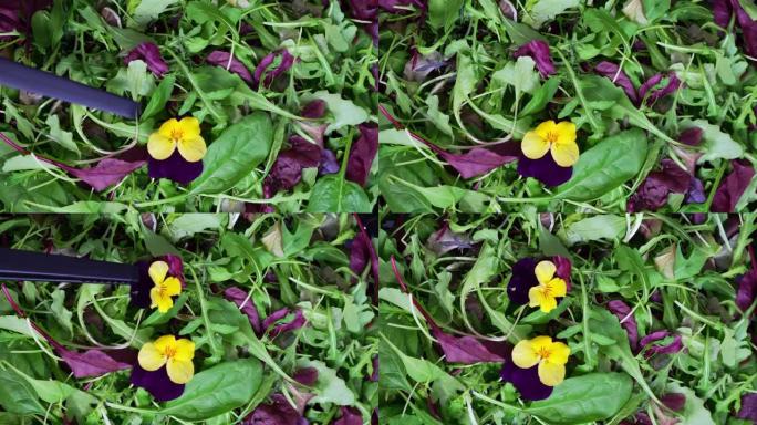 新鲜沙拉盘，配以混合绿色生菜叶 (芝麻菜，麦花，麦花) 和紫罗兰花。背景的绿色沙拉特写。健康食品，绿