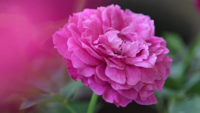 粉红玫瑰特写夏至花圃花园