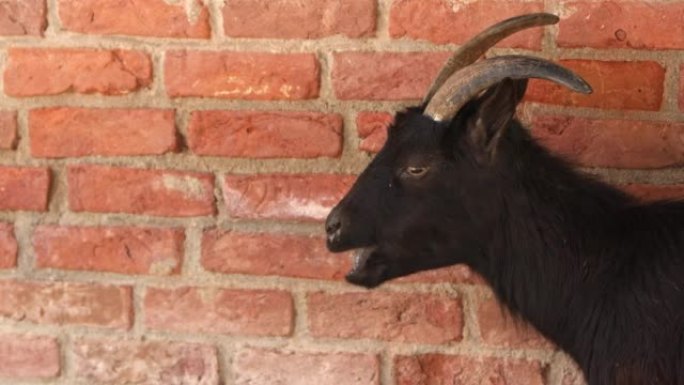 砖墙后面的哺乳动物山羊
