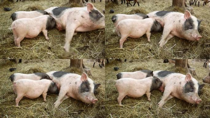 农场里的猪。猪正在哺乳小猪。小猪高兴地挥舞着尾巴。