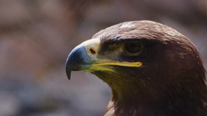 动物鸟鹰特写野生动物保护生物生态飞翔飞鸟