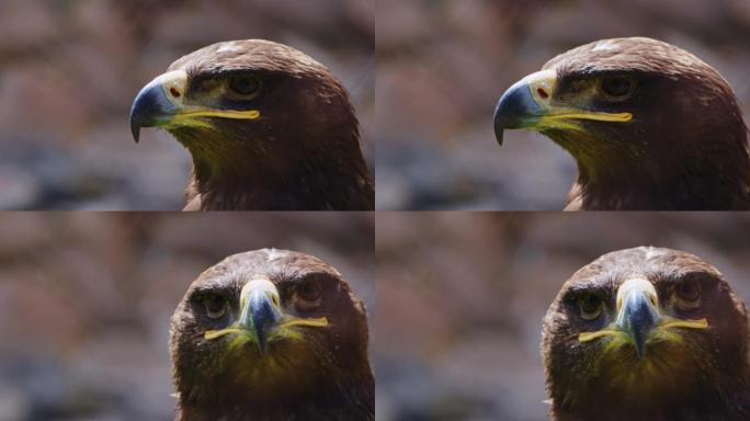 动物鸟鹰特写野生动物保护生物生态飞翔飞鸟