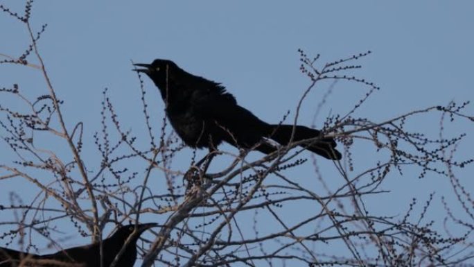 大尾Grackle，西德克萨斯州: 日落