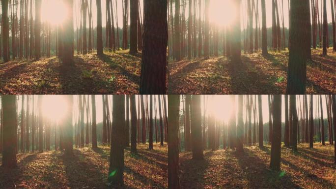 阳光和光线在大气森林中，万向节多莉射出。