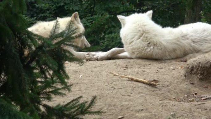 北极狼 (Canis lupus arctos)，又称白狼或极地狼