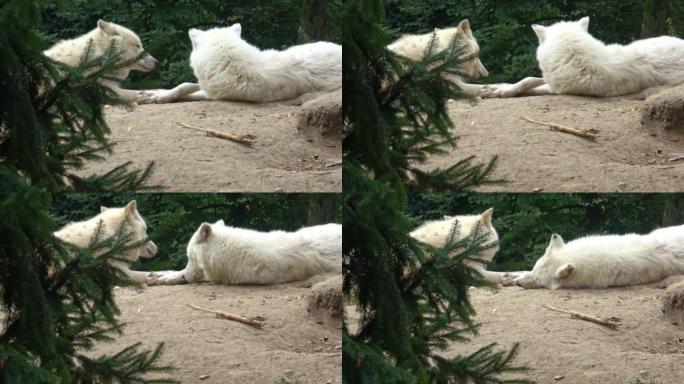 北极狼 (Canis lupus arctos)，又称白狼或极地狼
