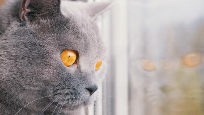 一只灰色的英国家猫透过窗户向街上望去。缩放