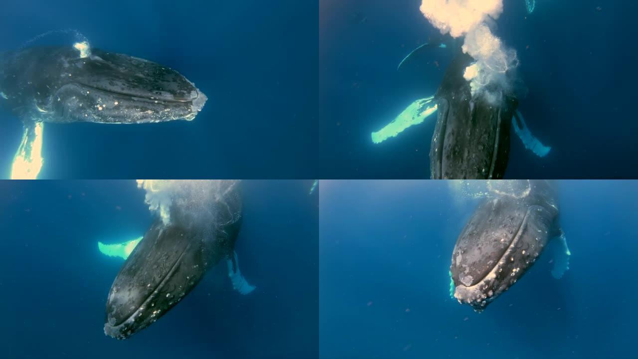太平洋水下的座头鲸。
