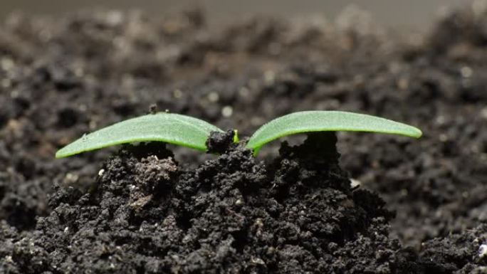 大自然在时光倒流中，芽从地面加速生长出来，黄瓜在温室中种植，粮食生产