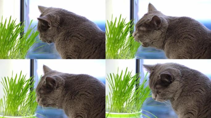灰猫，淡褐色或英国人在窗台上吃草。与猫的游戏。