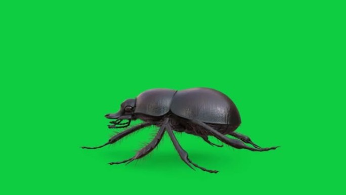 绿屏背景上的侧视粪甲虫循环动画库存镜头
