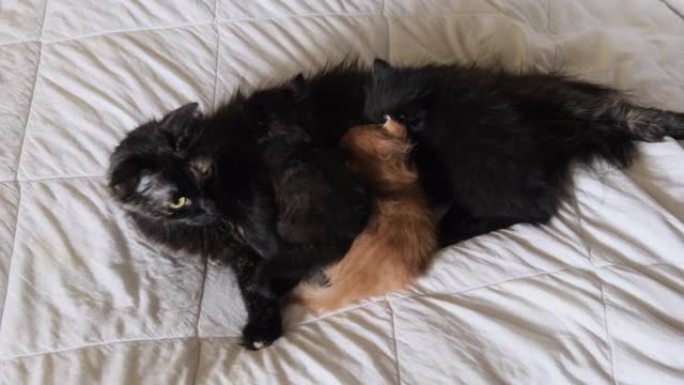 家养的妈妈猫正在哺乳三只小猫黑色和红色小猫。4K