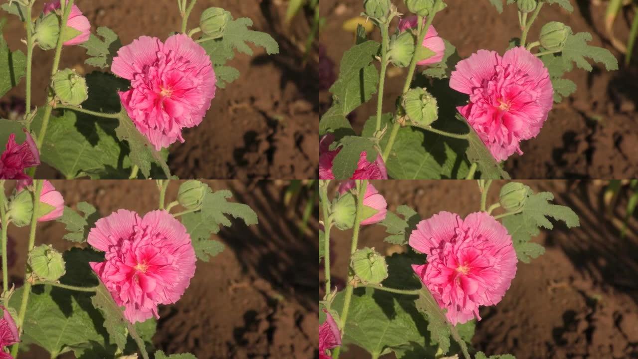 花stockrose (Lat. Alcea rosea) 或粉红色毛巾花