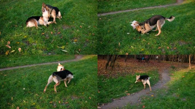 流浪狗在公园的绿草地上打架。无家可归动物的概念 ..