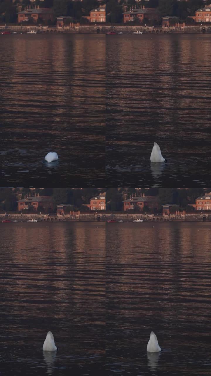 科莫湖上的天鹅，带日落灯2