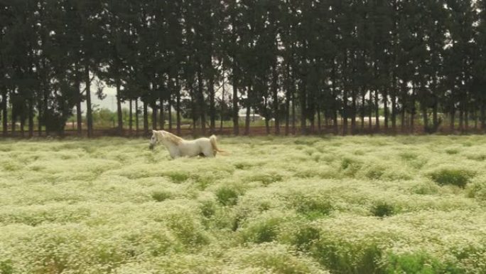 一匹美丽的白马在赛马场的绿色植物中自由奔跑。
