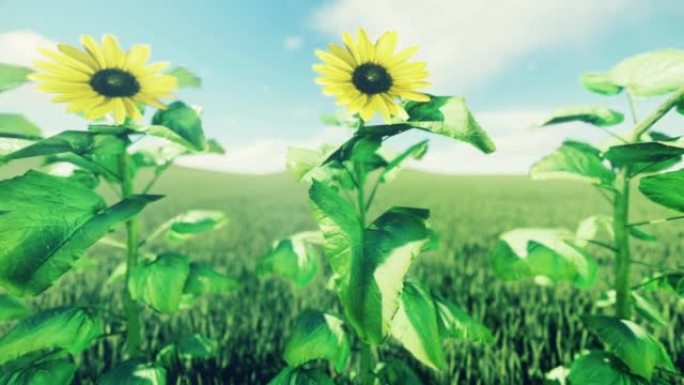 向日葵的特写镜头在绿色的夏季草地上密生着鲜草。向日葵的绿色田野。该动画非常适合自然，生态或旅行背景。