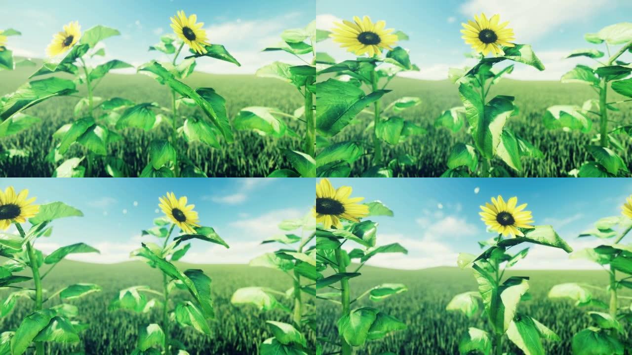向日葵的特写镜头在绿色的夏季草地上密生着鲜草。向日葵的绿色田野。该动画非常适合自然，生态或旅行背景。