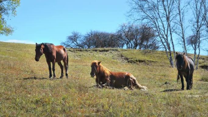 内蒙古草原上的三匹马